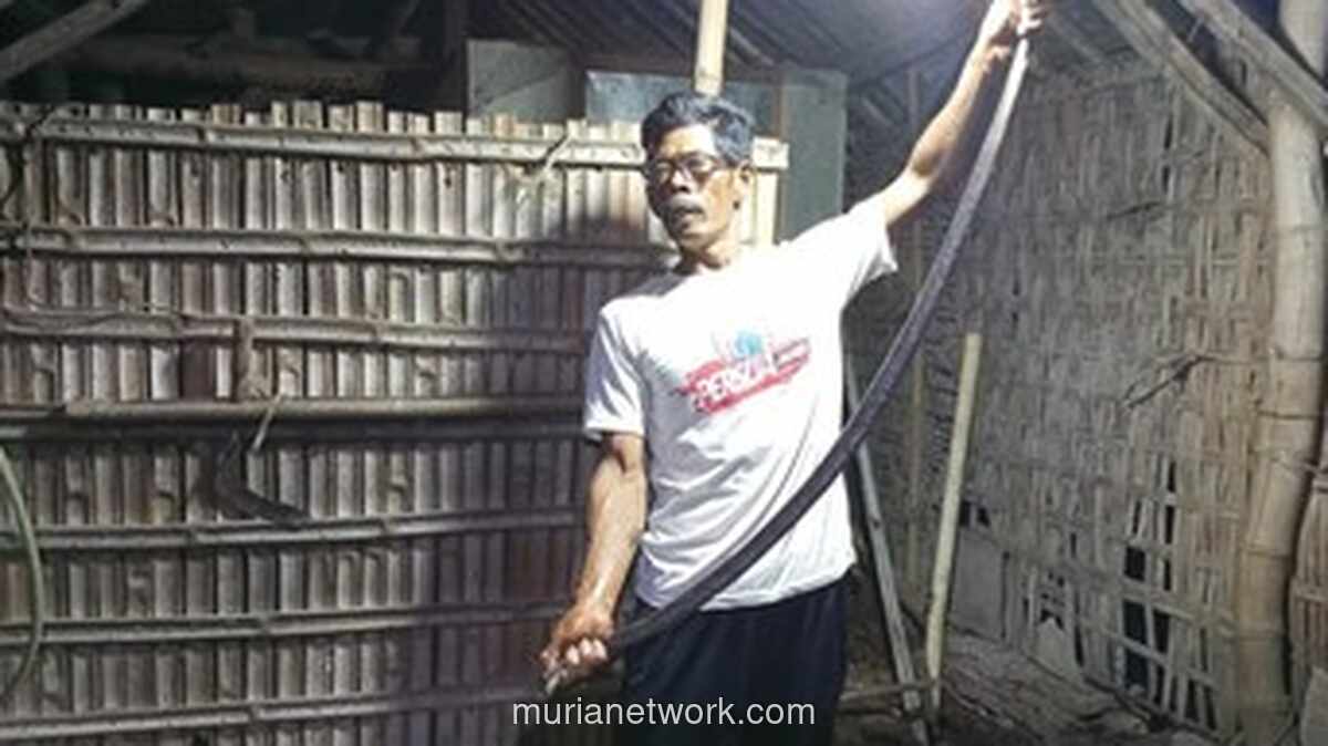 Kobra Jawa Jumbo Bersarang di Bawah Rumah Warga Klaten