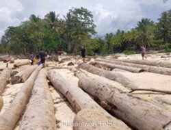 Badai Terjang Kapal, Ribuan Kayu Legal Serbu Pantai Lampung