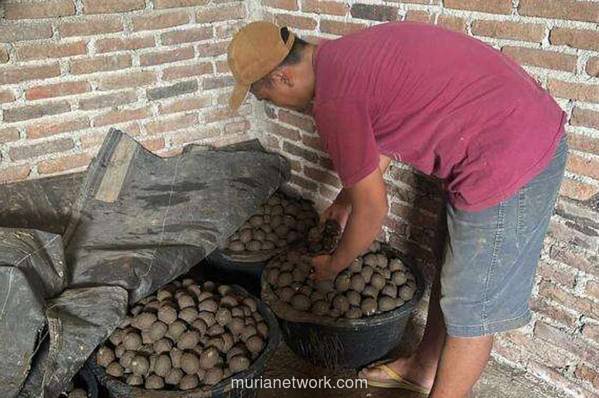 Program MBG Ubah Nasib Peternak Itik Madiun, Omzet Telur Asin Naik Ribuan Persen