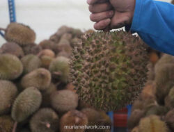 Gudang di Bogor Berangkatkan 48 Ton Durian Beku, Langsung Menuju Pasar Raksasa China