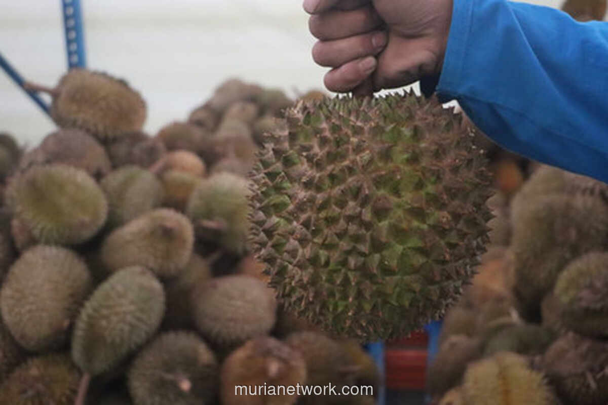 Gudang di Bogor Berangkatkan 48 Ton Durian Beku, Langsung Menuju Pasar Raksasa China