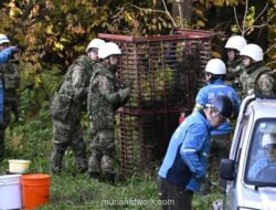 Serangan Beruang di Jepang Tembus Rekor, 230 Korban dalam 8 Bulan