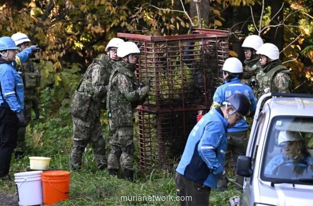 Serangan Beruang di Jepang Tembus Rekor, 230 Korban dalam 8 Bulan