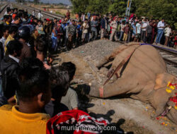 Tragedi di Assam: Kereta Cepat Tabrak Kawanan Gajah, Tujuh Ekor Tewas