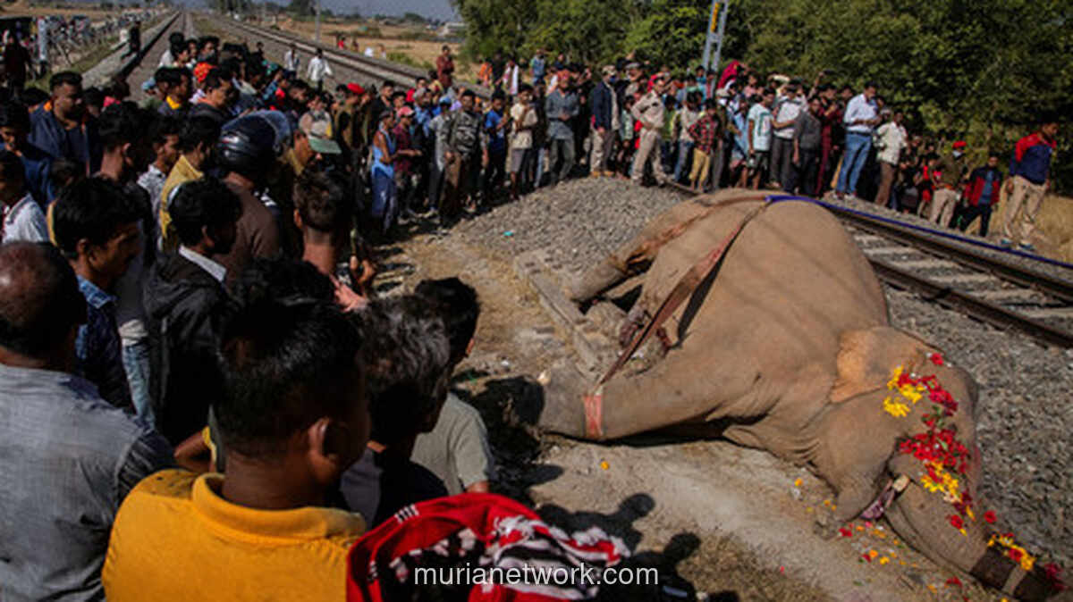 Tragedi di Assam: Kereta Cepat Tabrak Kawanan Gajah, Tujuh Ekor Tewas