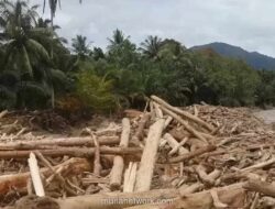Kayu Lapuk Bernomor Seri: Ketika Alibi Tak Mampu Menutupi Jejak Pembabatan
