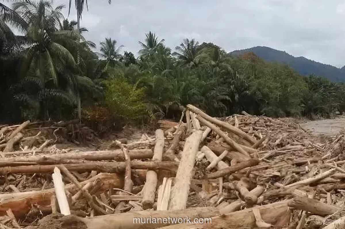 Kayu Lapuk Bernomor Seri: Ketika Alibi Tak Mampu Menutupi Jejak Pembabatan