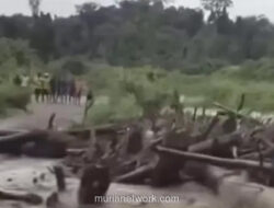 Banjir Kayu Gelondongan di Keerom, Alarm Keras dari Hutan Papua