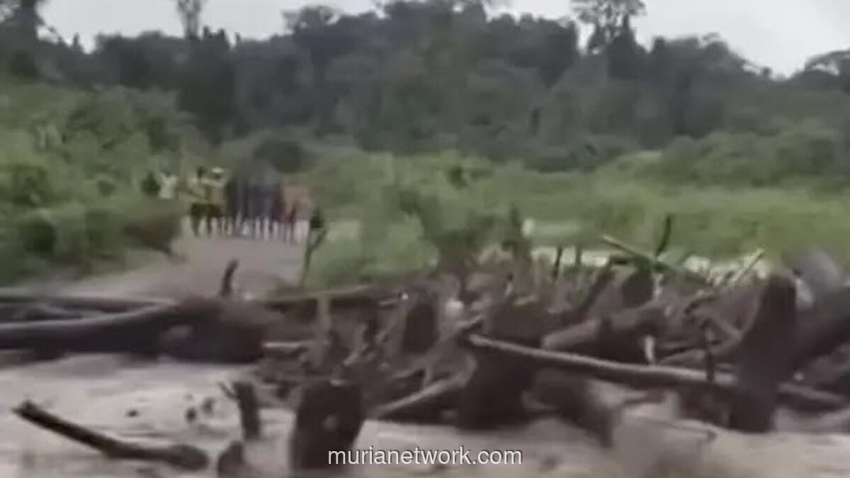 Banjir Kayu Gelondongan di Keerom, Alarm Keras dari Hutan Papua