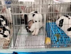 Kelinci Kontes Ramaikan Bogor, Hobi Peliharaan Kini Jadi Ajang Bergengsi