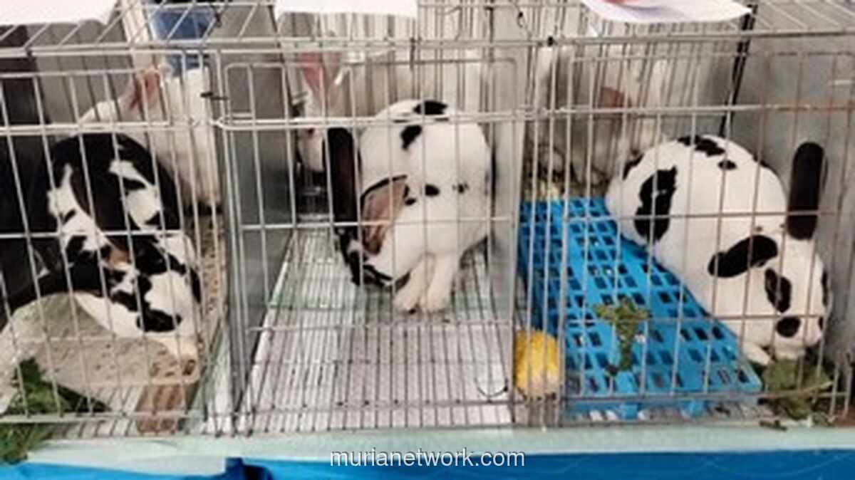 Kelinci Kontes Ramaikan Bogor, Hobi Peliharaan Kini Jadi Ajang Bergengsi