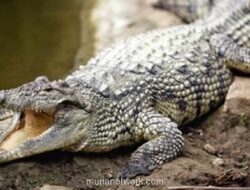 Israel Musnahkan Ratusan Buaya di Tepi Barat, Dalihnya Cegah Sabotase