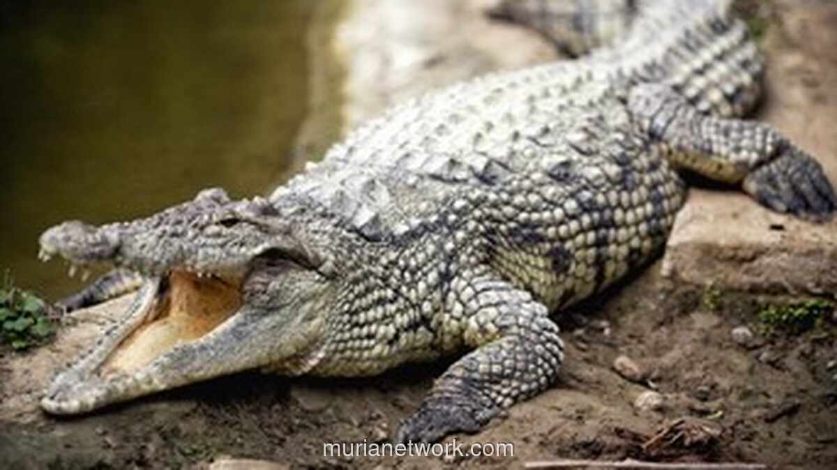 Israel Musnahkan Ratusan Buaya di Tepi Barat, Dalihnya Cegah Sabotase