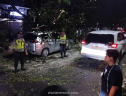 Pohon Tumbang Terguling, Dua Mobil Hancur di Depan Bandara Bali