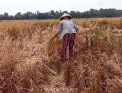 BPS Peringatkan Ancaman Gagal Panen Akhir 2025, Produksi Beras Diprediksi Anjlok