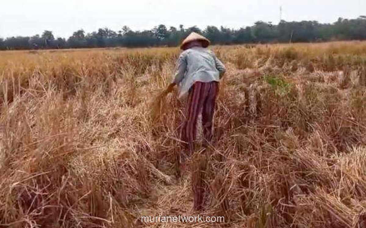 BPS Peringatkan Ancaman Gagal Panen Akhir 2025, Produksi Beras Diprediksi Anjlok