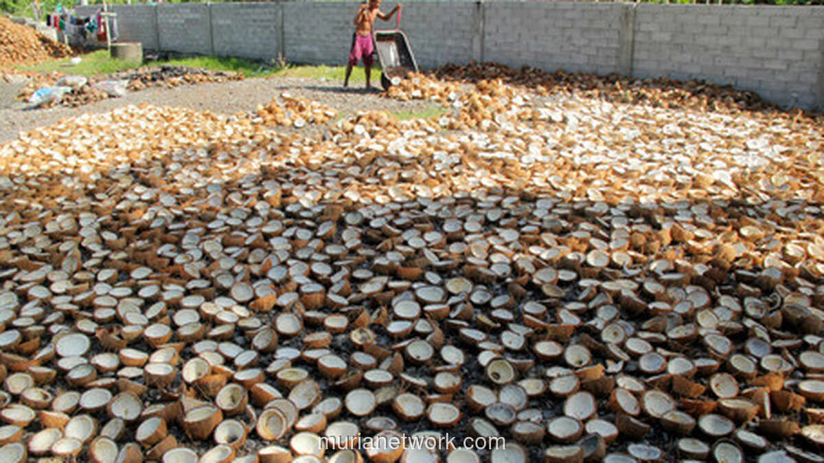 Morowali Siapkan Pabrik Kelapa Terbesar, Serap 500 Juta Butir per Tahun