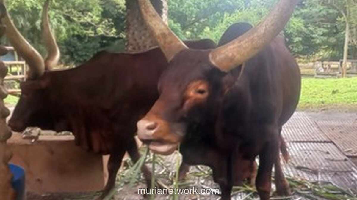 Ragunan Sambut Nataru dengan Kedatangan Sapi Watusi Bertanduk Megah