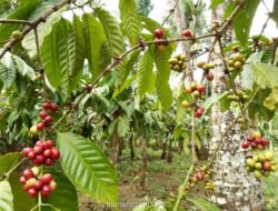 Pemerintah Siapkan Rp 1,3 Triliun untuk Tambah 100 Ribu Hektar Kebun Kopi