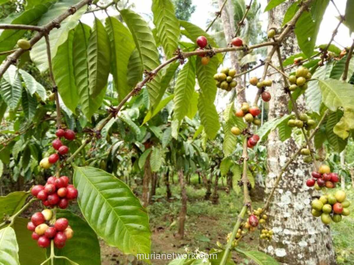Pemerintah Siapkan Rp 1,3 Triliun untuk Tambah 100 Ribu Hektar Kebun Kopi