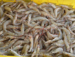 Surplus Perdagangan Perikanan Tembus Rp 70 Triliun, Udang Tetap Primadona