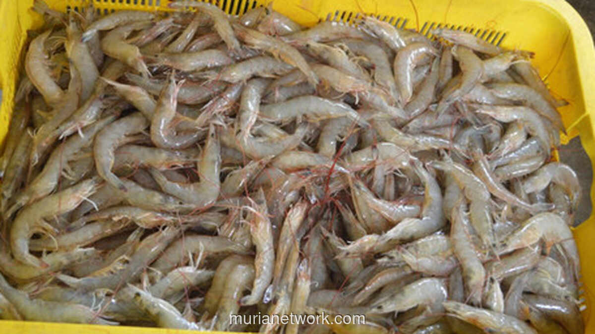 Surplus Perdagangan Perikanan Tembus Rp 70 Triliun, Udang Tetap Primadona