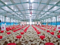 Analis Soroti Momentum Cerah Sektor Unggas Jelang Akhir Tahun