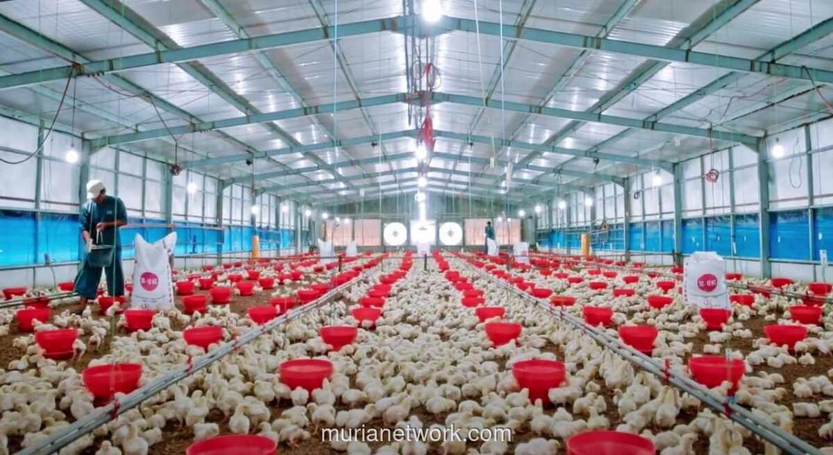 Analis Soroti Momentum Cerah Sektor Unggas Jelang Akhir Tahun