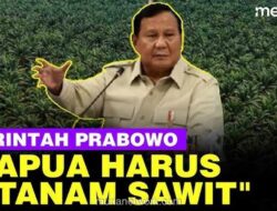 Mimpi Kemerdekaan Energi di Papua: Sawit dan Bayang-Bayang Tragedi Sumatra