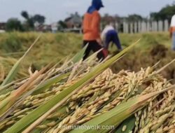 Harga Beras Turun Saat Paceklik, Petani Justru Makin Sejahtera