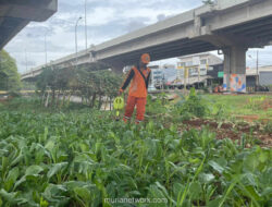 Kolong Tol Becakayu Berubah Jadi Lumbung Sayur Warga