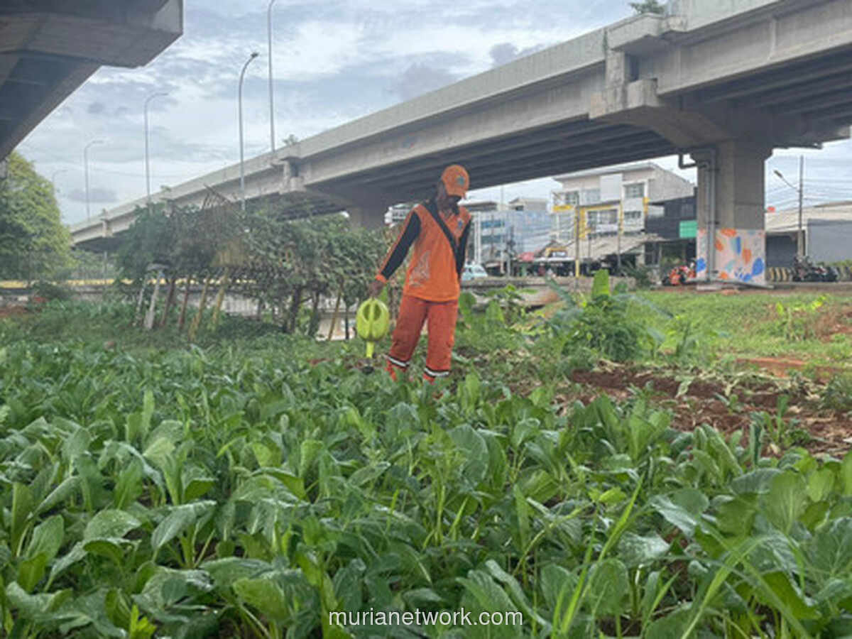 Kolong Tol Becakayu Berubah Jadi Lumbung Sayur Warga
