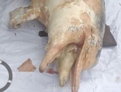 Lumba-Lumba Mati Terdampar di Sungai Rokan, Warga Gelar Pemakaman