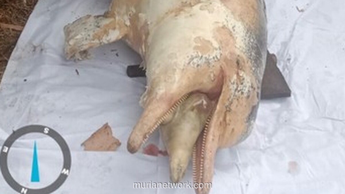 Lumba-Lumba Mati Terdampar di Sungai Rokan, Warga Gelar Pemakaman