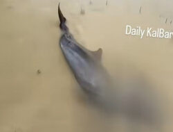 Warga Sambas Bopong Lumba-Lumba Terdampar di Tengah Hujan Deras