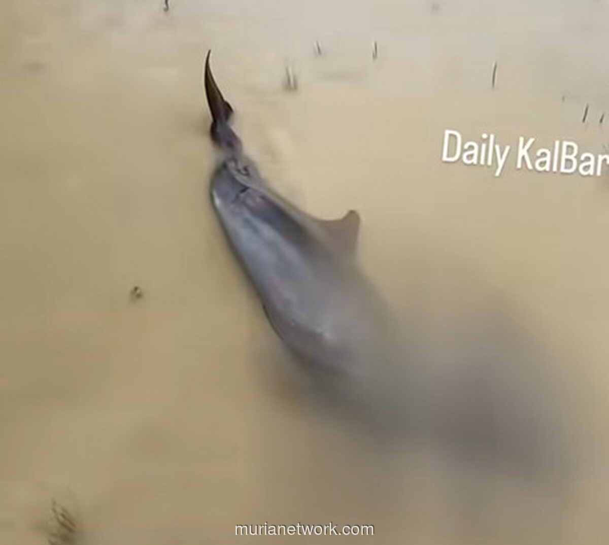 Warga Sambas Bopong Lumba-Lumba Terdampar di Tengah Hujan Deras