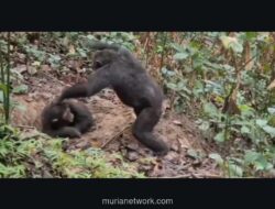 Induk Simpanse dan Pukulan Kasih Sayang di Alam Liar