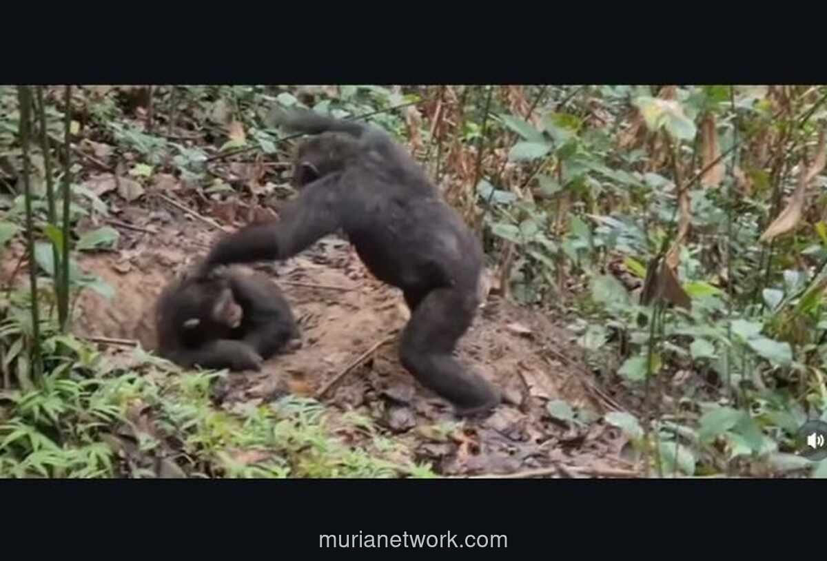 Induk Simpanse dan Pukulan Kasih Sayang di Alam Liar