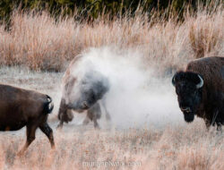 Bantengan vs Keboan Aliyan: Dua Wajah Magis Kerbau di Tanah Jawa