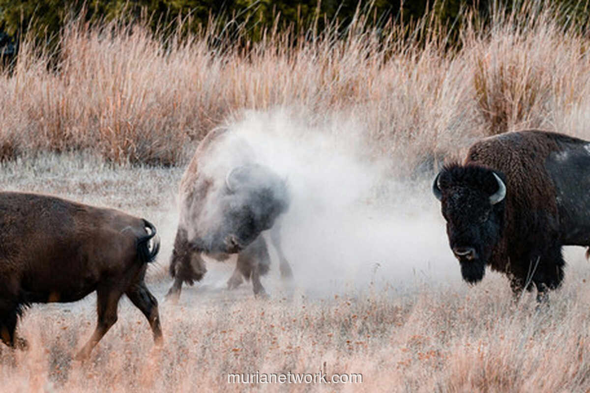 Bantengan vs Keboan Aliyan: Dua Wajah Magis Jawa Timur yang Tak Lekang Zaman