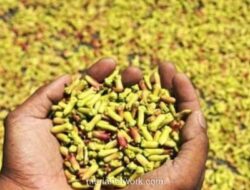 Sumber Kontaminasi Cengkeh Radioaktif Terungkap dari Perkuburan di Lampung