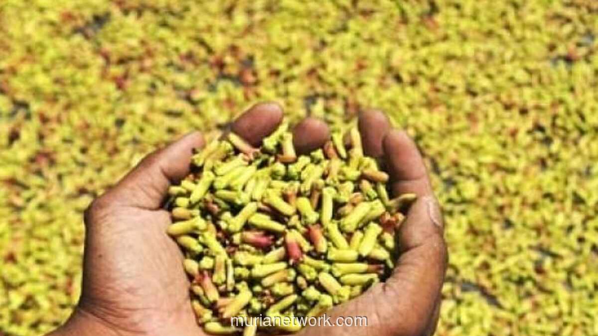 Sumber Kontaminasi Cengkeh Radioaktif Terungkap dari Perkuburan di Lampung