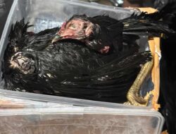 Kirim Ayam Terpenggal, Ancaman untuk Bungkam Kritik