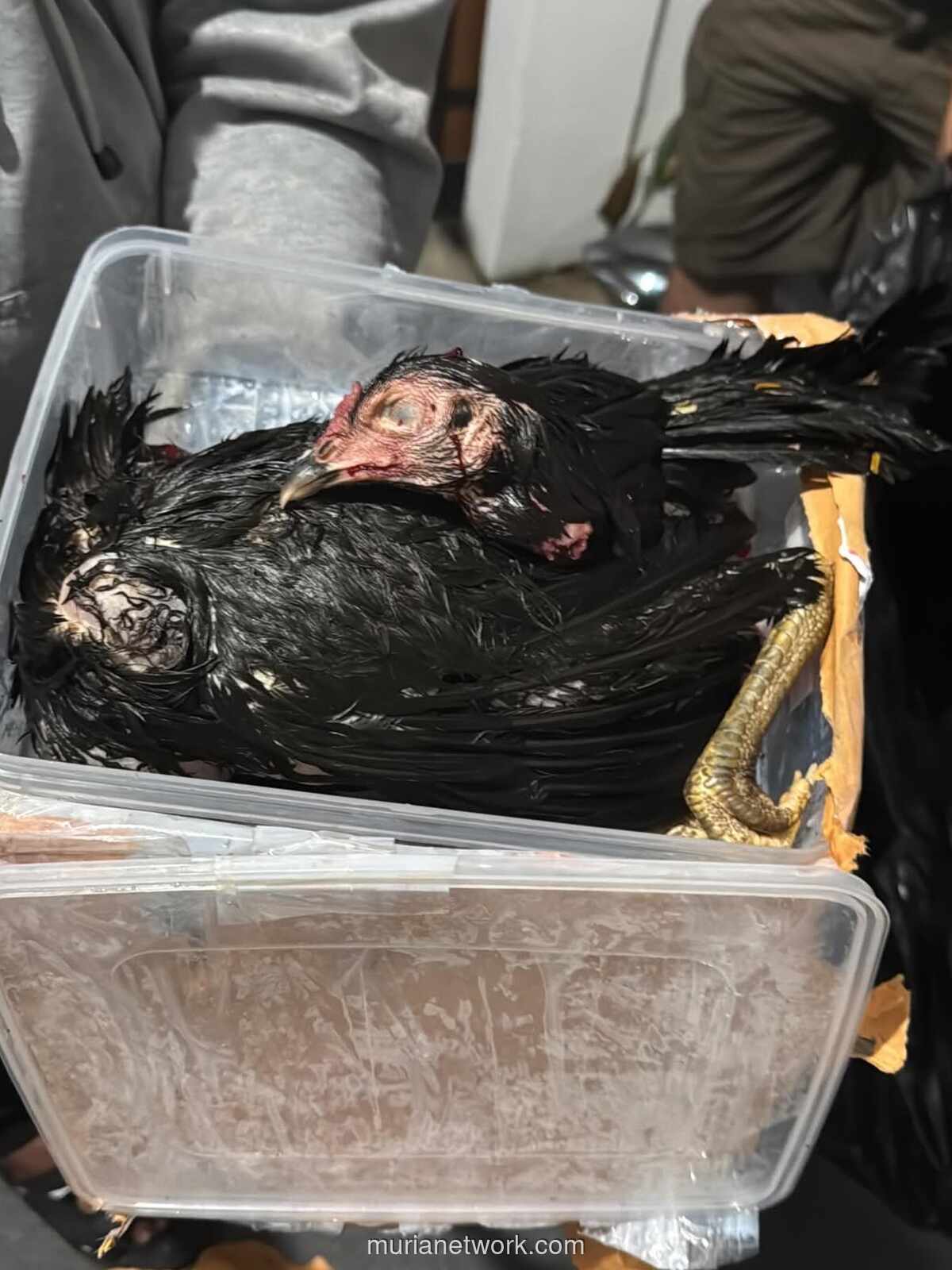 Kirim Ayam Terpenggal, Ancaman untuk Bungkam Kritik