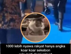 Kucing Istana Dikawal Ketat, Korban Bencana Seribu Jiwa Terlupakan