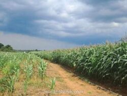 Dari Lahan Tidur ke Lumbung Jagung: Kisah Sukses Petani Serang yang Diilhami Film Interstellar