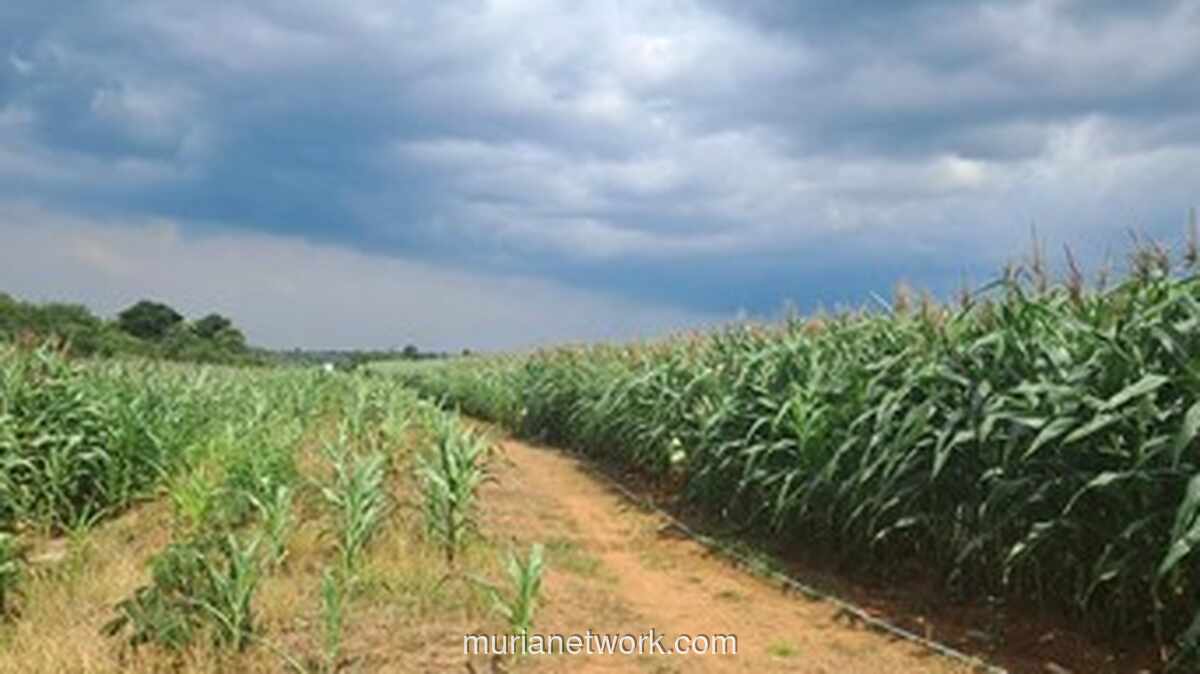 Dari Lahan Tidur ke Lumbung Jagung: Kisah Sukses Petani Serang yang Diilhami Film Interstellar