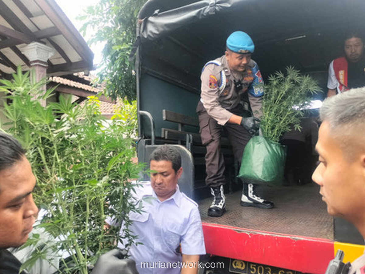 Polisi Gerebek Rumah Kontrakan di Jombang, Temukan Kebun Ganja 110 Batang