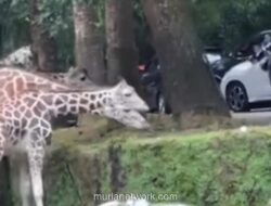 Turun dari Mobil di Area Jerapah, Aksi Nekat Wanita di Taman Safari Jadi Sorotan