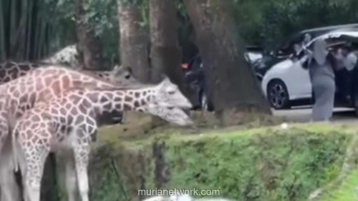 Turun dari Mobil di Area Jerapah, Aksi Nekat Wanita di Taman Safari Jadi Sorotan